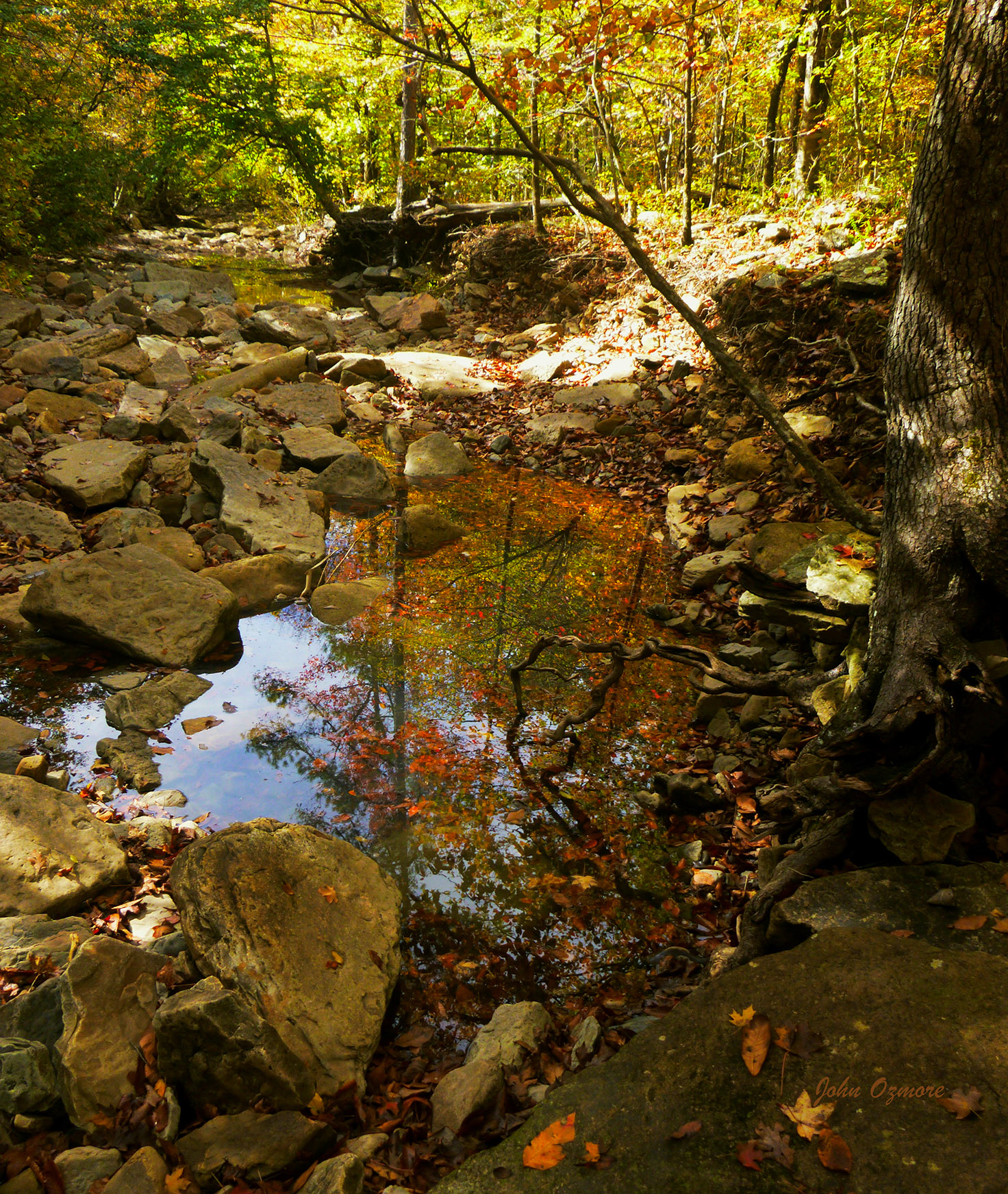 Orange Leaf Reflection